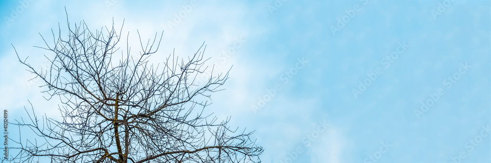 Banner tree with lots of branches without leaves in winter against a blue sky background. Banner tree with lots of branches without leaves in winter against a blue sky background.