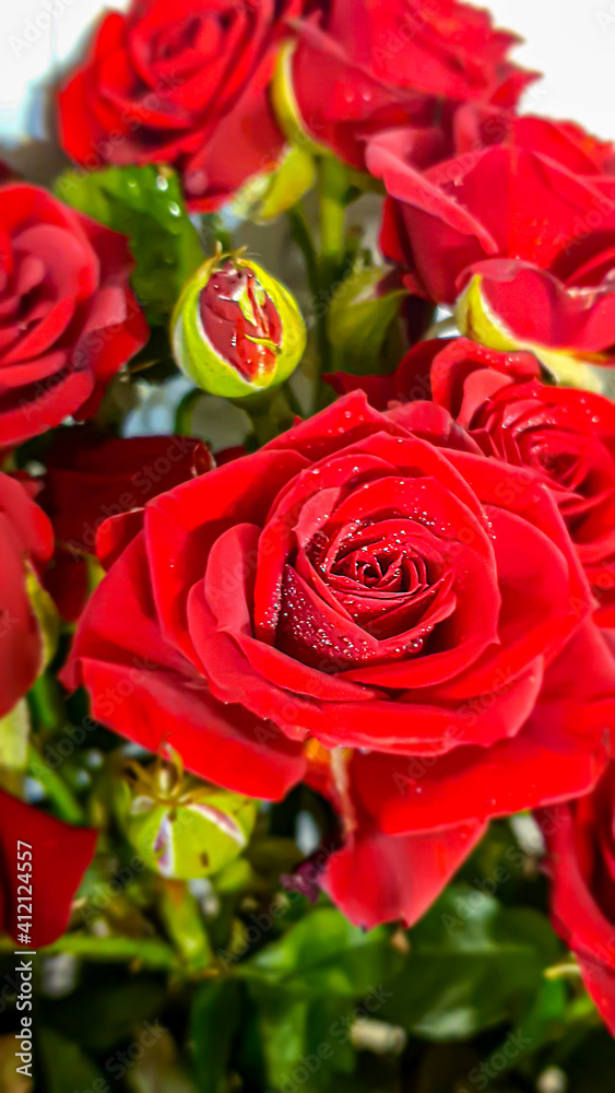 A bouquet of roses on a light background. Mother's Day, Women's Day, Valentine's Day or Birthday. A bouquet of roses on a light background. Mother's Day, Women's Day, Valentine's Day or Birthday.