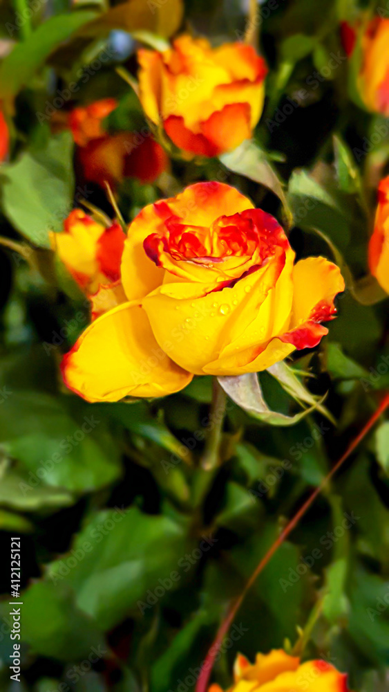 A bouquet of roses on a light background. Mother's Day, Women's Day, Valentine's Day or Birthday. A bouquet of roses on a light background. Mother's Day, Women's Day, Valentine's Day or Birthday.