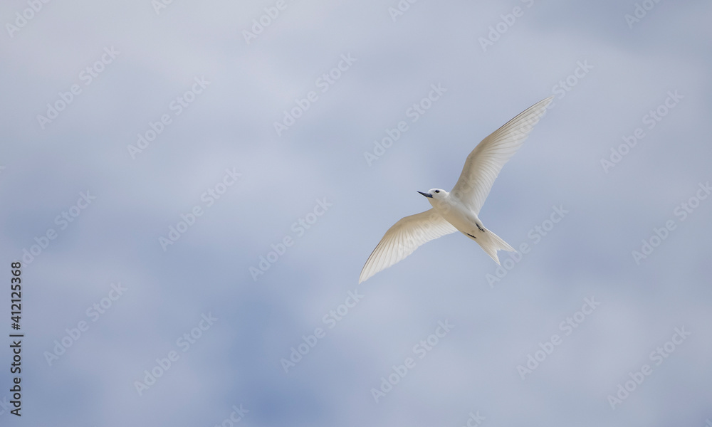 White tern seabird flying over Cousin Island nature reserve in the Seychelles White tern seabird flying over Cousin Island nature reserve in the Seychelles
