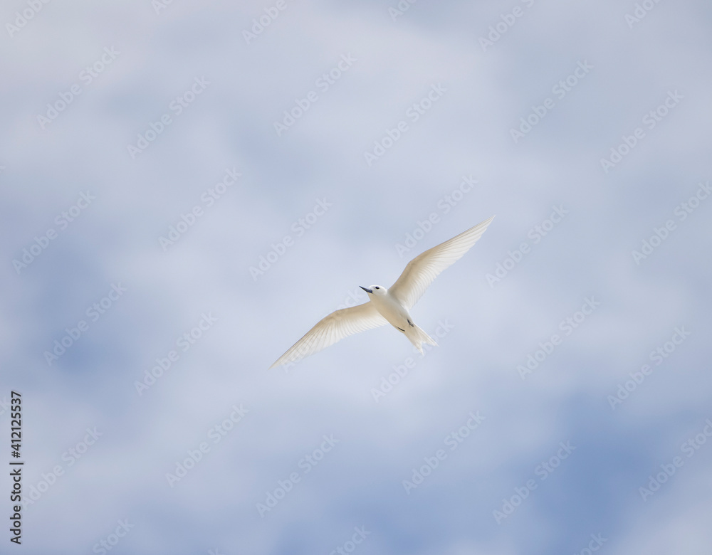 White tern seabird flying over Cousin Island nature reserve in the Seychelles White tern seabird flying over Cousin Island nature reserve in the Seychelles