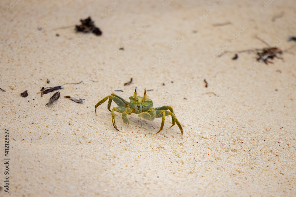 Ghost Crab on Cousin Island Nature Reserve in the Seychelles Ghost Crab on Cousin Island Nature Reserve in the Seychelles