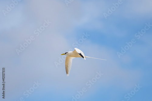 White-tailed tropicbird flying over Cousin Island nature reserve in the Seychelles photo