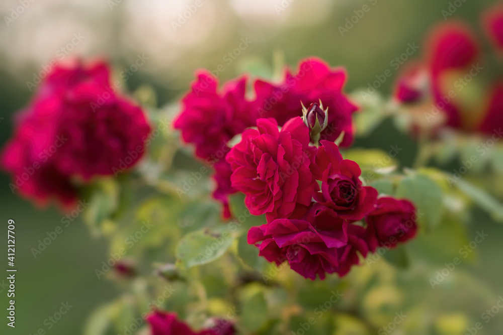 Garden rose in bloom close-up on a blurred background. Pink rose blooms on a bush in summer. A rose flower blooms in a garden park. Blooming flower in the summer garden. texture