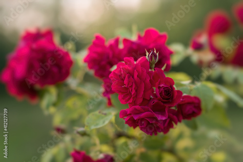 Fototapeta Naklejka Na Ścianę i Meble -  Garden rose in bloom close-up on a blurred background. Pink rose blooms on a bush in summer. A rose flower blooms in a garden park. Blooming flower in the summer garden. texture