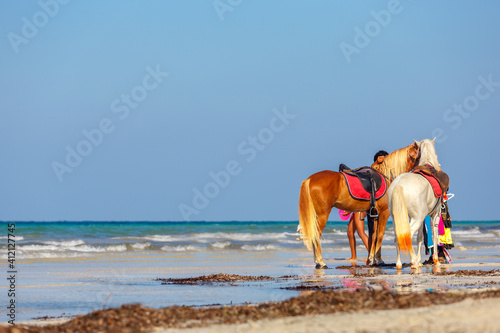 Fototapeta Naklejka Na Ścianę i Meble -  Two horses stand on a sandy beach against the backdrop of waves. Space for text.