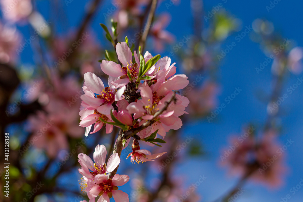 White and purple almond blossoms (Prunus amygdalus) in a crop field in Valencia, Spain during flowering in February. White and purple almond blossoms (Prunus amygdalus) in a crop field in Valencia, Spain during flowering in February.
