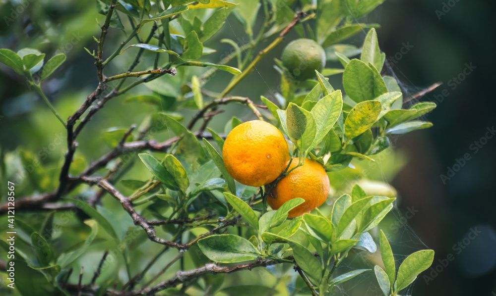 Two Fresh Citrus fruits hanging at the end of a branch close up photo against bokeh background in the orange garden, delicious fruit Ready for ripe, Raw oranges Contains essential vitamin C and more, Two Fresh Citrus fruits hanging at the end of a branch close up photo against bokeh background in the orange garden, delicious fruit Ready for ripe, Raw oranges Contains essential vitamin C and more,