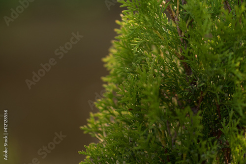 Thuja. Coniferous on sunshine. Close-up on a blurred background. 