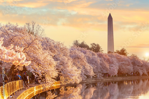 Tablou canvas Washington Monument during the Cherry Blossom Festival