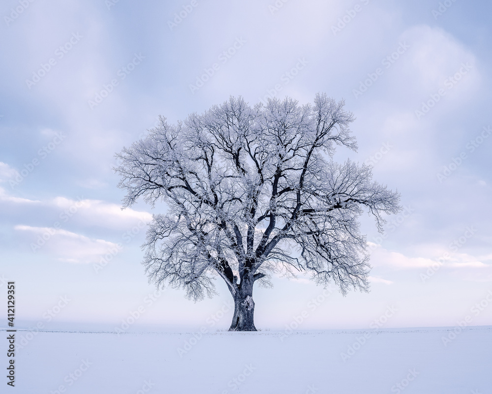 Single oak tree on awinter morning with copy space Single oak tree on awinter morning with copy space