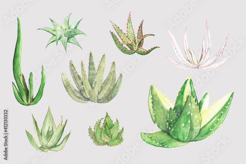 Aloe succulent vector set