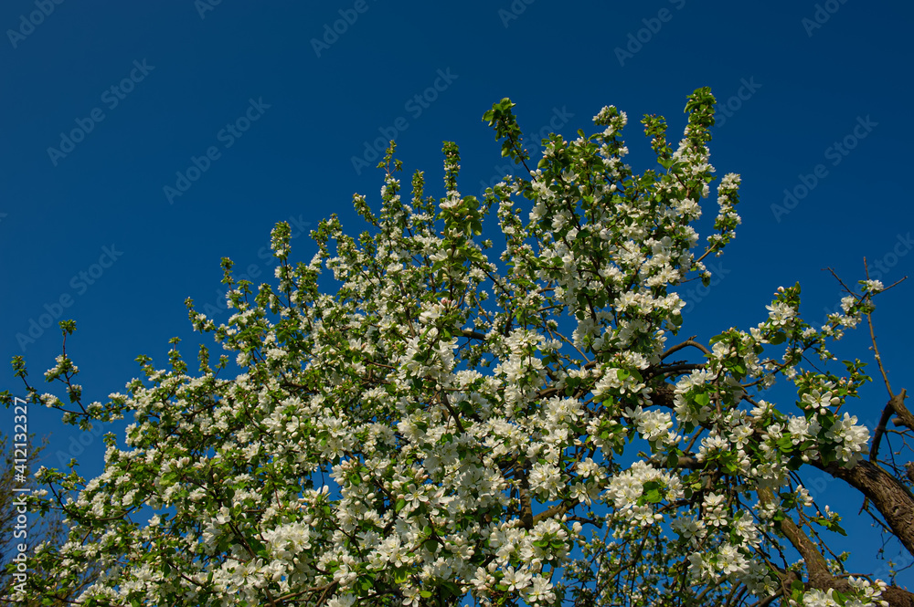 Blooming wild pear tree on a background of green meadow. Blooming wild pear tree on a background of green meadow.