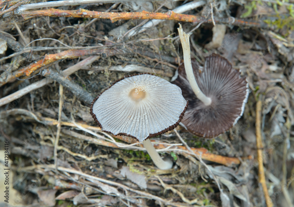 Fototapeta premium Edible mushrooms (Coprinellus micaceus)