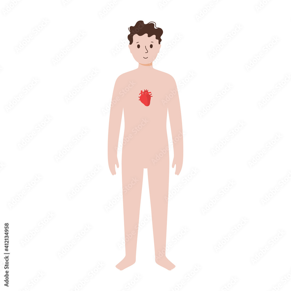 Internal organs in male body Internal organs in male body