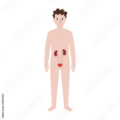 Internal organs in male body