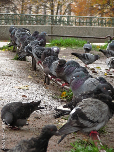 pigeons in the park