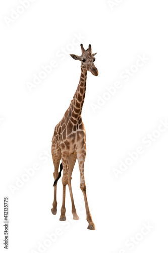 Full body of Giraffe with isolated white background