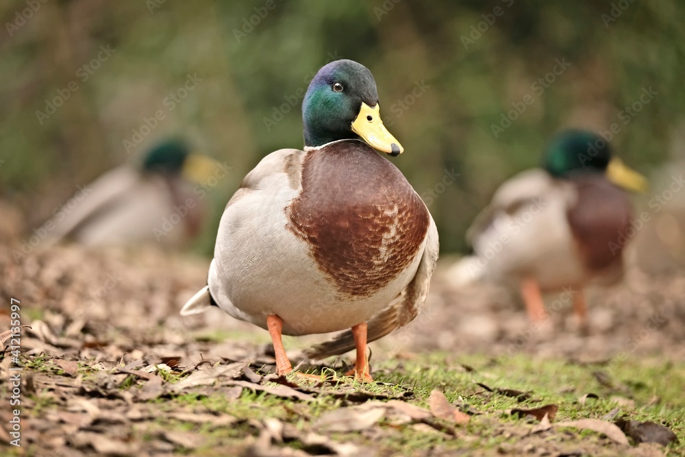 Mallard, male ducks near the pond. Anas platyrhynchos Mallard, male ducks near the pond. Anas platyrhynchos