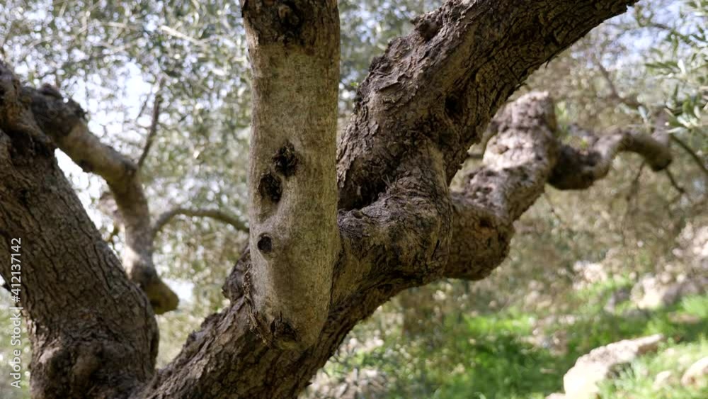 Olive trees for the production of table olive oil, Italy.
Aerial shot with drone Olive trees for the production of table olive oil, Italy.
Aerial shot with drone