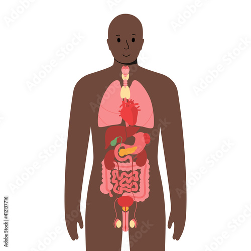 Internal organs in male body