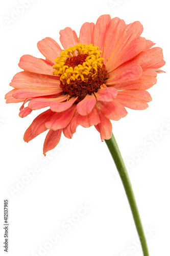 Red flower of zinnia  isolated on white background