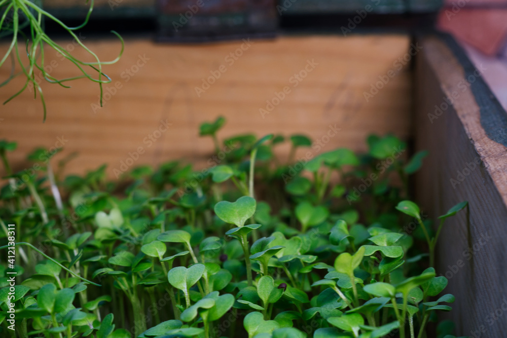 Fresh and healthy eating - growing microgreen plants on the kitchen window Fresh and healthy eating - growing microgreen plants on the kitchen window