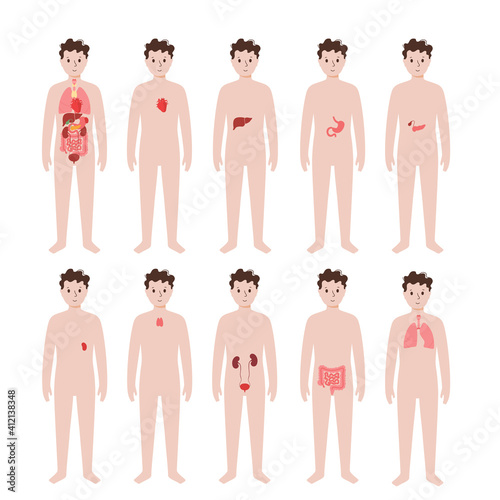Internal organs in male body