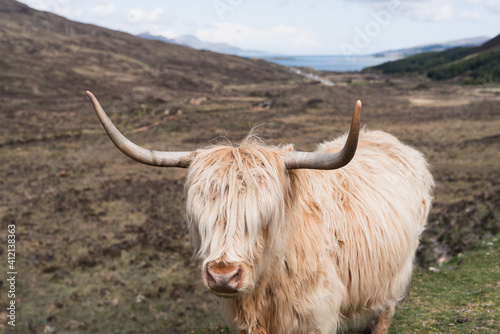 Highland Cow - Kuh in schottischer Landschaft