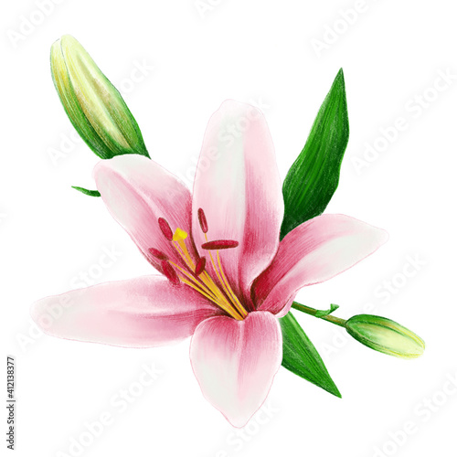 Pink lily illustration with green leaves and blooms isolated on white background