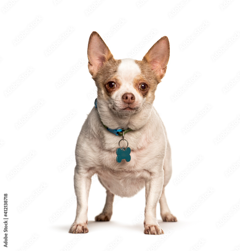 Chihuahua Chihuahua
