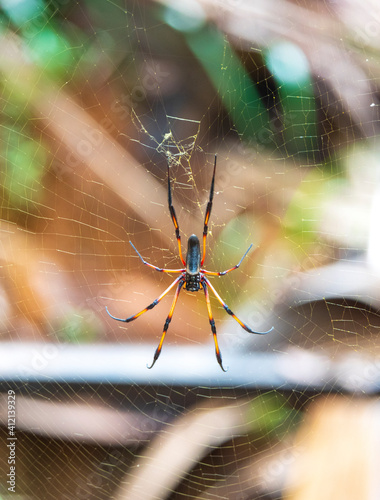 Red-legged Golden Orb Spider also known as Palm Spider (Nephila Inaurata) on Praslin Island, Seychelles