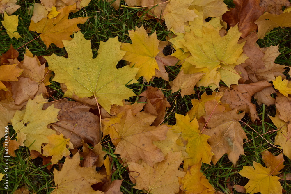 fallen yellow maple leaves on a green lawn