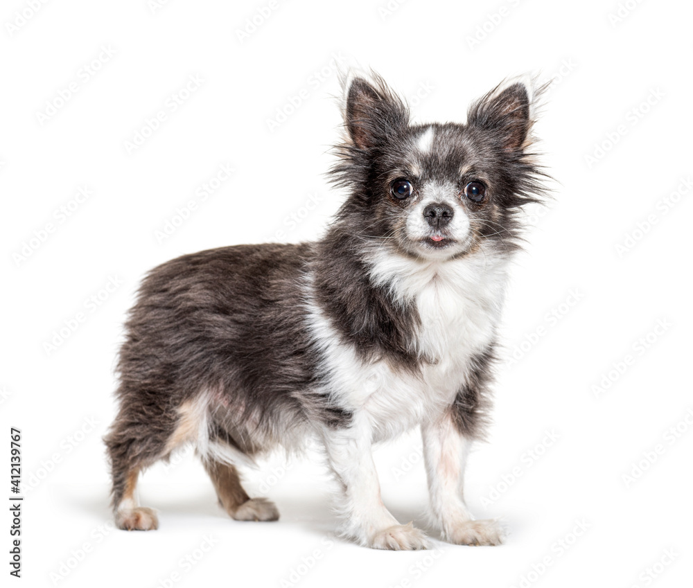Cute standing Chihuahua, isolated on white Cute standing Chihuahua, isolated on white