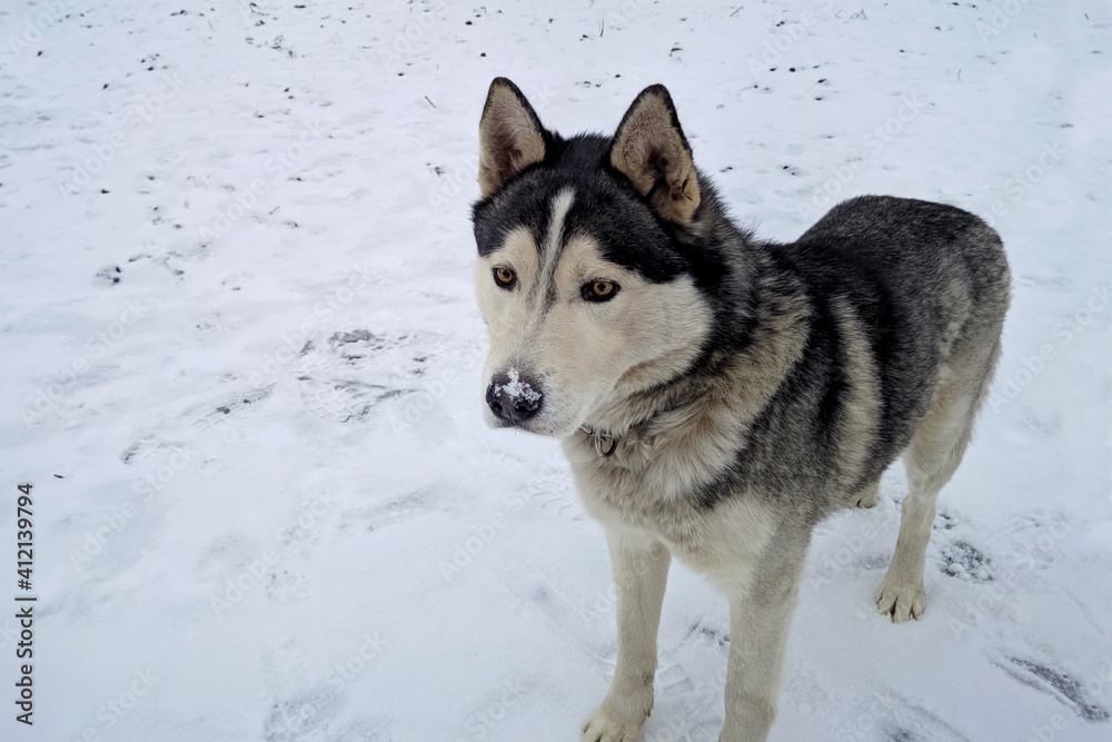 Husky dog in winter nose in the snow Husky dog in winter nose in the snow