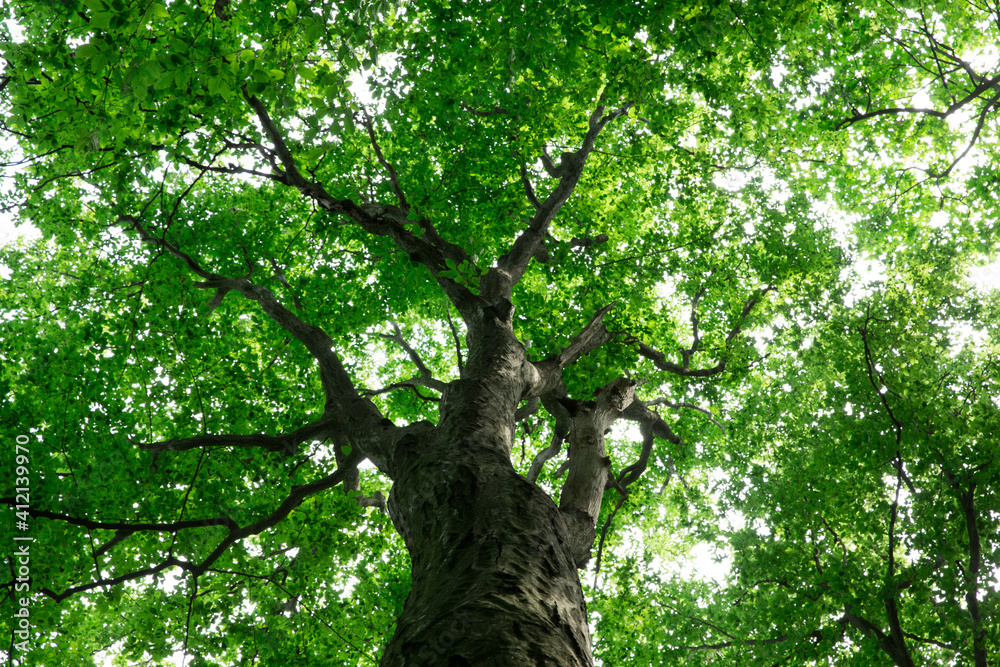 Fototapeta premium forest trees. nature green wood sunlight backgrounds