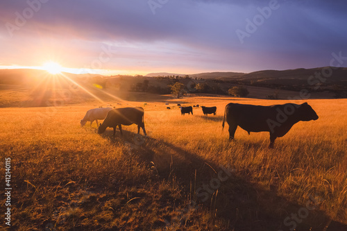Australian black lowline cows (Bos primigenius) against a colourful, dramatic sunset or sunrise sky in rural countryside landscape near Rydal in the Blue Mountains National Park in NSW, Australia. © Stephen