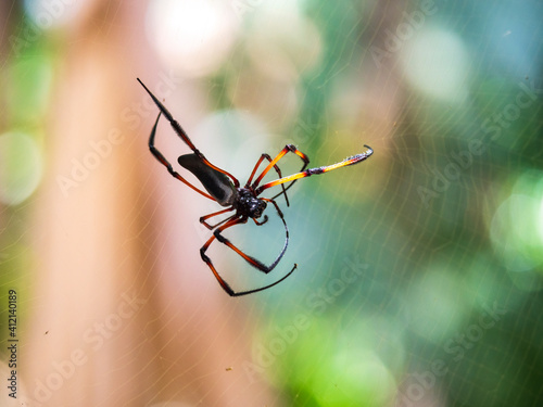 Red-legged Golden Orb Spider also known as Palm Spider (Nephila Inaurata) on Praslin Island, Seychelles © hyserb