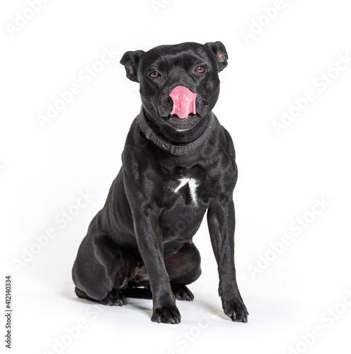 Black American Staffordshire terrier isolated on white