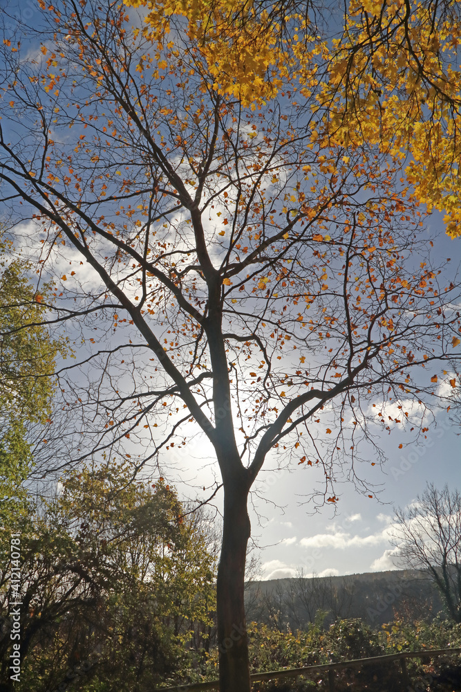 Baum im Herbst