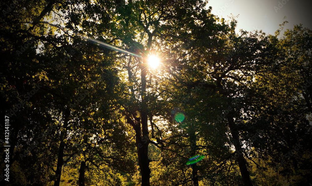 Obraz premium nice sun shining through trees