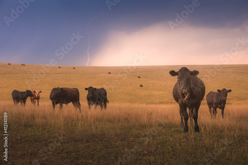 Black lowline cattle  Bos primigenius  in a field with dramatic storm clouds and a lightning strike from above in the rural countryside landscape of the Hunter Valley wine region in NSW  Australia.