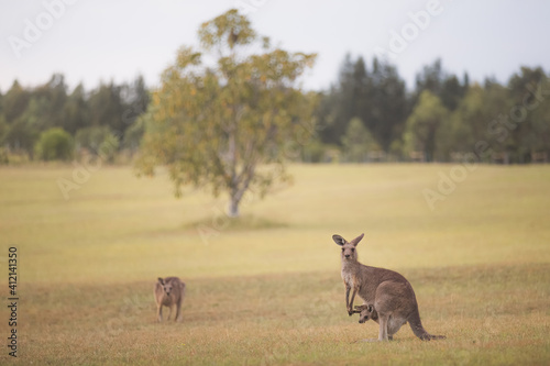 Portrait of Eastern Grey kangaroos (Macropus giganteus) a mother and her baby joey in pouch, have become pests in the wine country region of the Hunter Valley, NSW, Australia.
