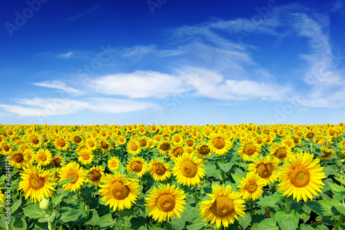 Idyllic view, field of golden sunflowers