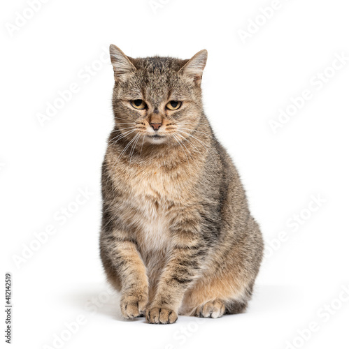 Sitting Crossbreed cat, isolated on white