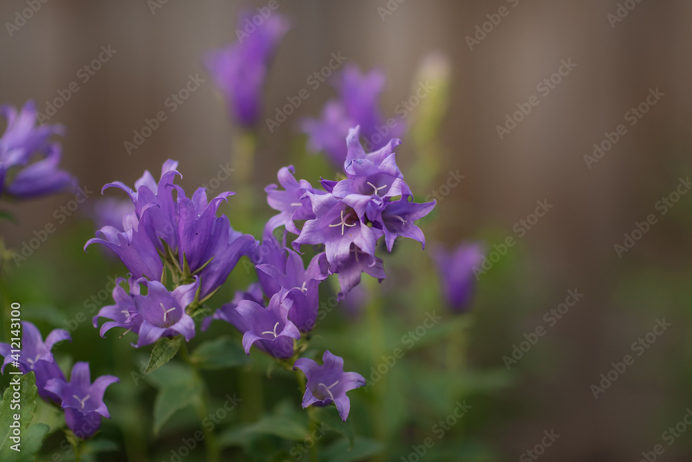 Abstract blur background of violet flowers,  violet bell, in soft blurred style, defocus.