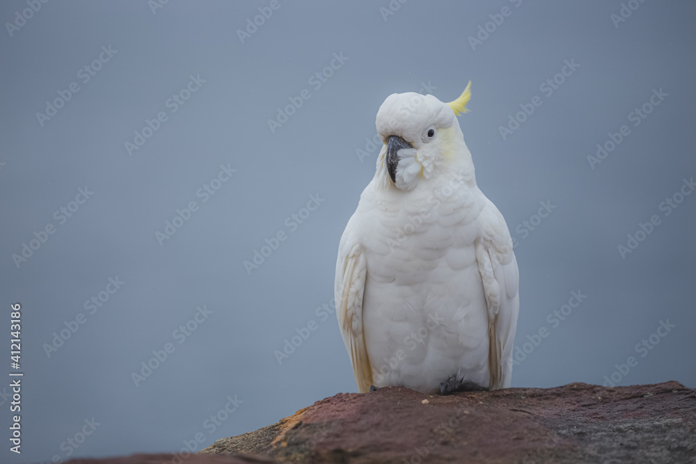 Portrait of an Australian sulphur-crested white cockatoo (Cacatua galerita) in the seaside Bronte suburb of Sydney, NSW, Australia. Portrait of an Australian sulphur-crested white cockatoo (Cacatua galerita) in the seaside Bronte suburb of Sydney, NSW, Australia.