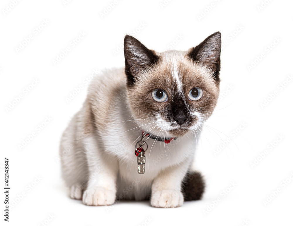 Crossbreed cat wearing a capsule collar tube for identification and a bell