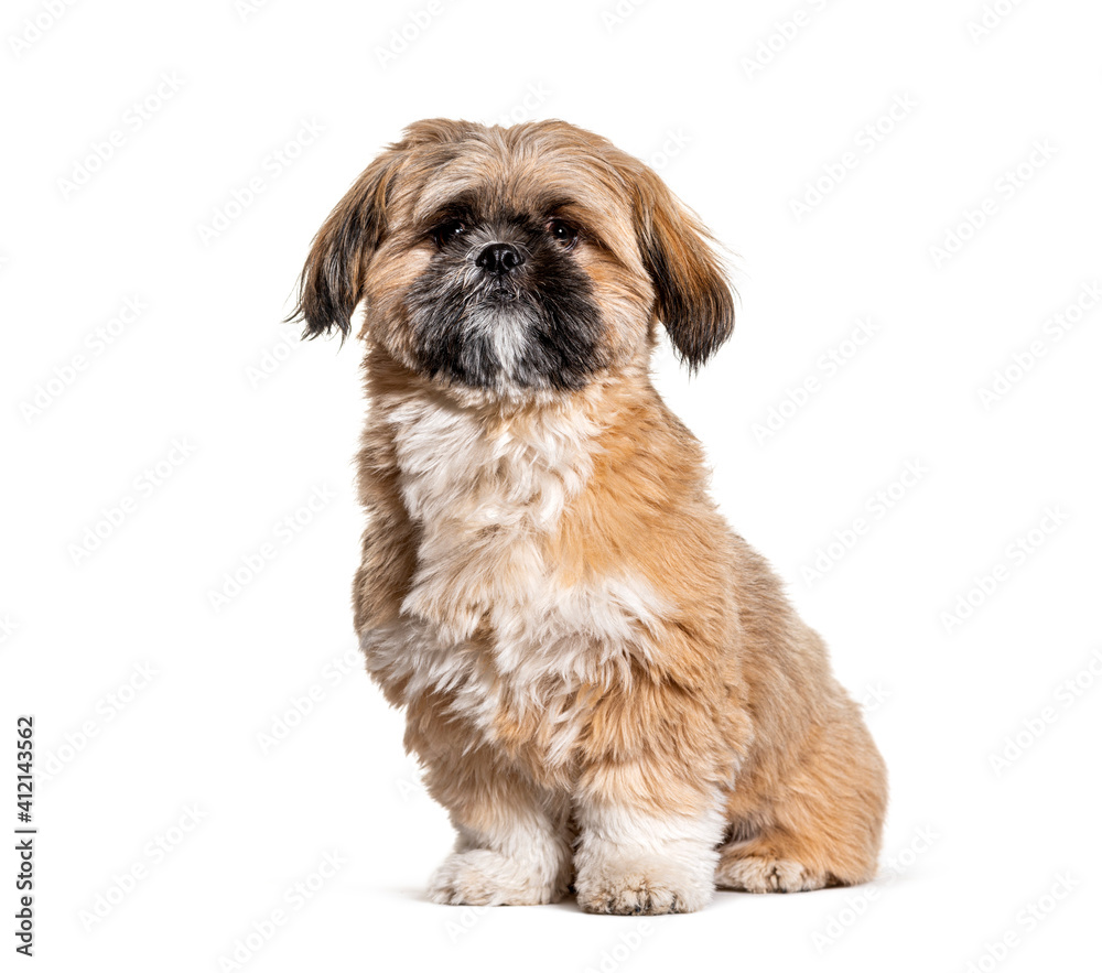 Groomed Beige Shih Tzu dog gromed, Isolated