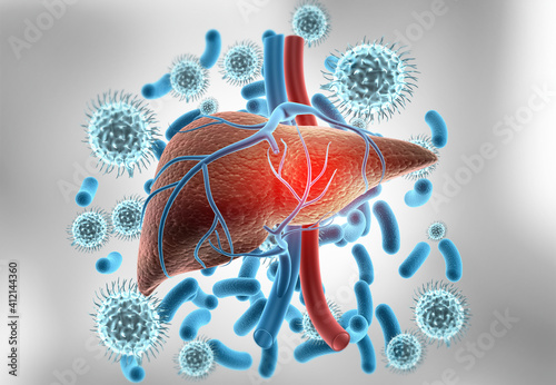 Human liver anatomy with hepatitis virus. 3d illustration..